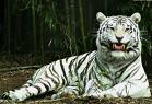 Galzorian dagoen Siberiako tigrea edo tigre zuria 2