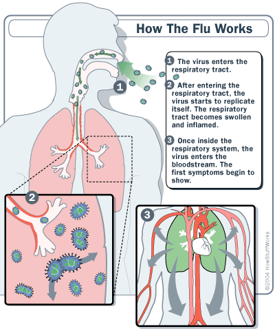 how the flu works